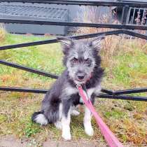 Маленькая собачка-домовёнок, в Санкт-Петербурге