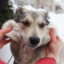 Собака, пережившая ад, в Москве