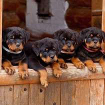 Ротвейлер Челябинск, в Челябинске