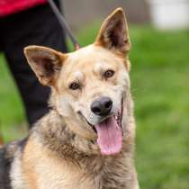 Пес Верный в поиске дома и семьи!, в Москве