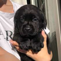 Щеночки лабрадора, в Самаре