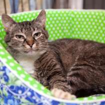 Спокойная Мадейра в ожидании любящей семьи, в Москве