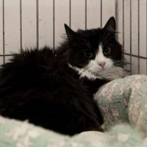 Нежная Феля в поисках лучшего друга, в Москве