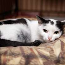 Скоро ли Коровка встретит своего хозяина, в Москве