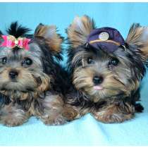 Йоркширский терьер Кострома, в Костроме