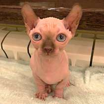 Sphynx девочка двэльф baby-doll type dwelf female kitten, в Москве