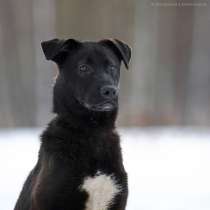 Молодая метис лабрадора Луна в дар, в Москве