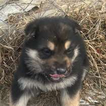 Животные собаки, в Владивостоке