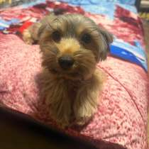 Йоркширский терьер, в Лиски