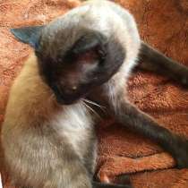 Кот тонкинез, в Санкт-Петербурге