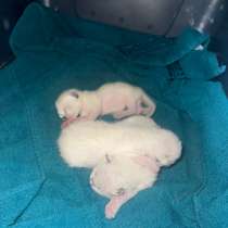 Сиамские котята, в Туле