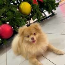 Шпиц, в Ульяновске