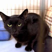 Ласковая Баги ищет своего человека, в Москве