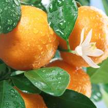 Апельсины, в Москве