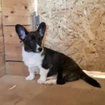 Вельш-корги кардиган, в Москве