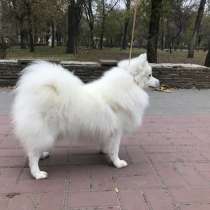 Японский шпиц собака, в Ростове-на-Дону