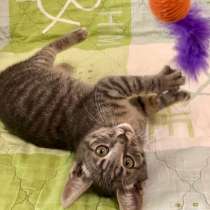 Славный котенок Тимон - сплошное очарование, в Москве