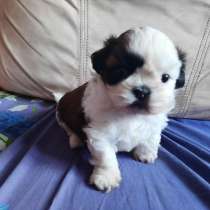 Резерв на щенка, в Москве