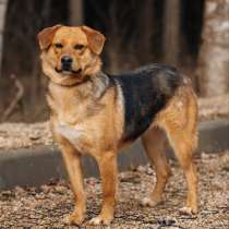 Очаровательная мини-рыжуля Лола ищет дом, в Москве