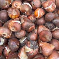 Луковицы тюльпана оптом, в Москве