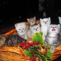 Чистокровные британские котята(рассрочка, в Новокузнецке