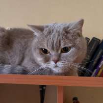 Отдам кошку в добрые руки, в Новошахтинском