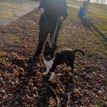 Отдам в добрые руки связи переездом, в Бийске