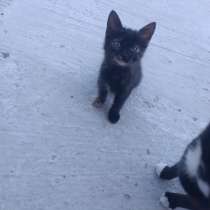 Котята даром, в Керчи