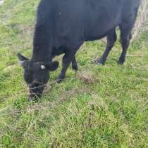 Продаётся коровы, в Ставрополе