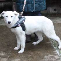 Ласковая, молоденькая девочка Мия ждет свою родную семью!, в Москве