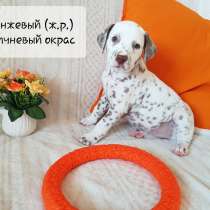 Продажа щенков породы Далматин (Далматинец), в Нижневартовске