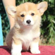 Корги Нижний Новгород, в Нижнем Новгороде