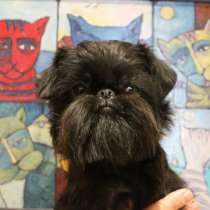 Щенки бельгийского и брюссельского гриффона, в Москве