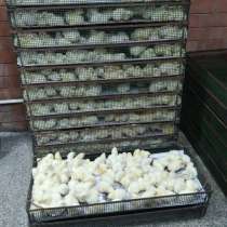 Цыплята бройлерные Арбор Акрис (Кобб 700), в Тольятти