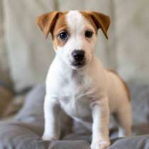 Щенки джек рассела, в Пензе