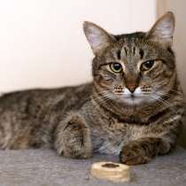 Одинокая кошечка Монтана желает познакомиться, в Москве