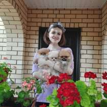 Продаются щенки померанского шпица от родителей чемпионов, в г.Минск