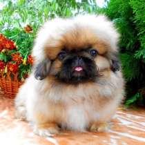 Пекинес Волгограде, в Волгограде