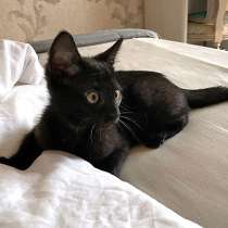 Красавец Кеша, добрейший черный котенок в добрые руки, в г.Санкт-Петербург