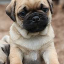 Куплю двух мопсиков не дорого в Москве, в Москве