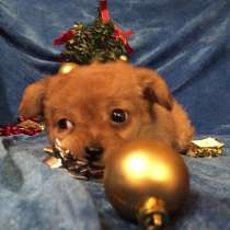 Чихуахуа очаровательных щеночков продам, в Вологде