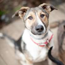 Лиля классная собаня! Ищет дом, в Москве