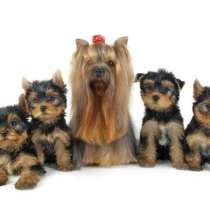 Йоркширский терьер Калуга, в Калуге