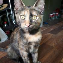 Чудесная подросшая кошечка необычного окраса в добрые руки!, в г.Саки