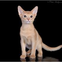 Абиссинские котята wcf, в Москве