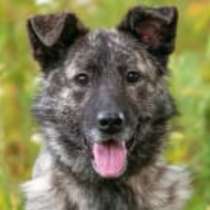 Красавица и умница Джесси ищет семью, в Москве