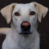 Жанна лабрадор ищет дом срочно, в Москве
