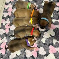 Щенок амстафф, в Перми