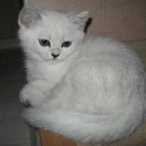 Британские элитные котята, в Москве