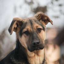 Щенок метис овчарки Ханни в добрые руки, в Москве